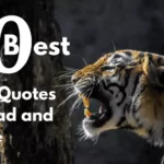 Best 30 Stoic Quotes to Read and Share