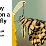 Dreamy Odes on a Butterfly and Ode Poem Examples