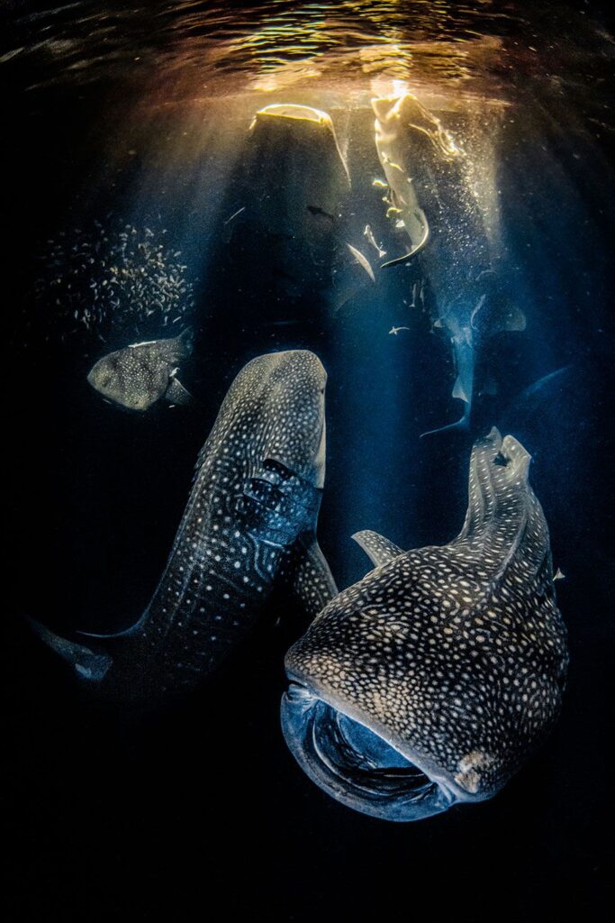 underwater photography poetry