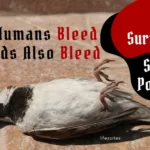 As Humans Bleed, Birds Also Bleed A Surprising Sad Poem(1)