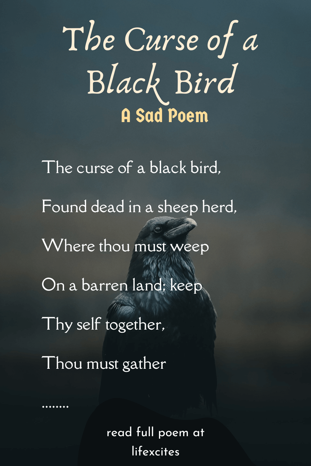 the-curse-of-a-black-bird-a-sad-poem-lifexcites