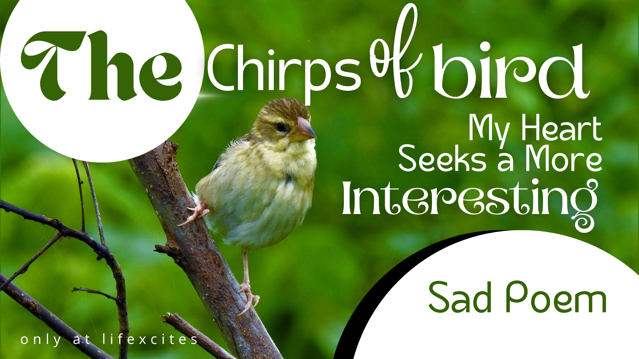 Chirps of Bird, My Heart Seeks a More Interesting Sad Poem